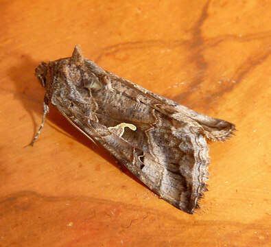 Image of Autographa