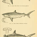 Image of Blue Shark