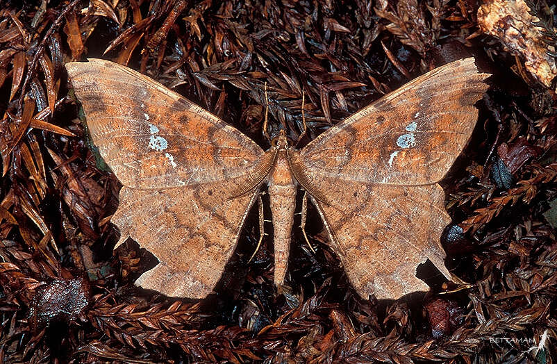 Image of Amblychia angeronaria Guenée 1858