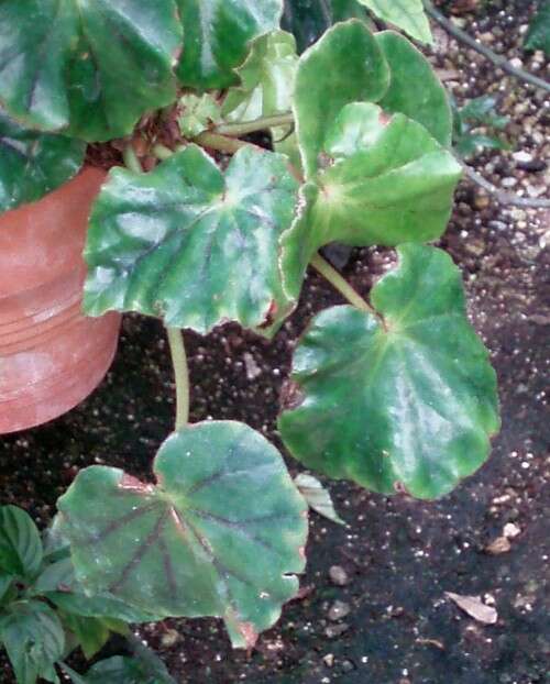 Image of Begonia pinetorum A. DC.