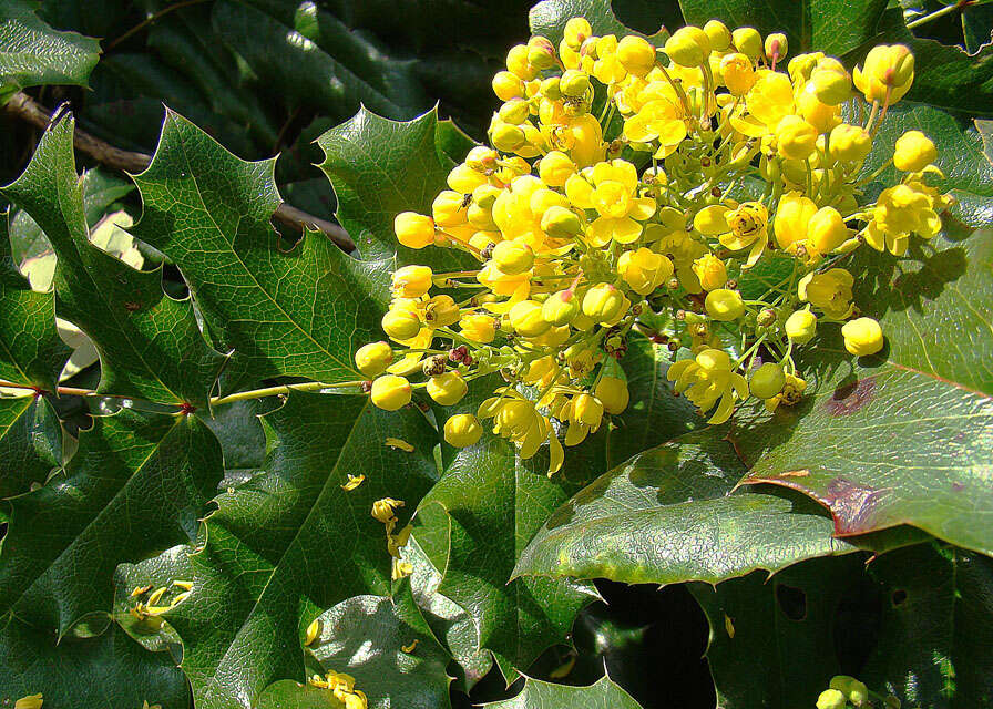 Image of Berberis ilicifolia Forst.