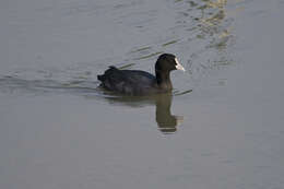 Image of Fulica Linnaeus 1758