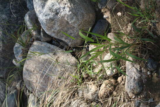 Image of Bearded Cup Grass