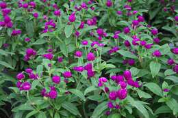 Image of globe amaranth