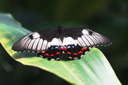 Image of Orchard Swallowtail Butterfly