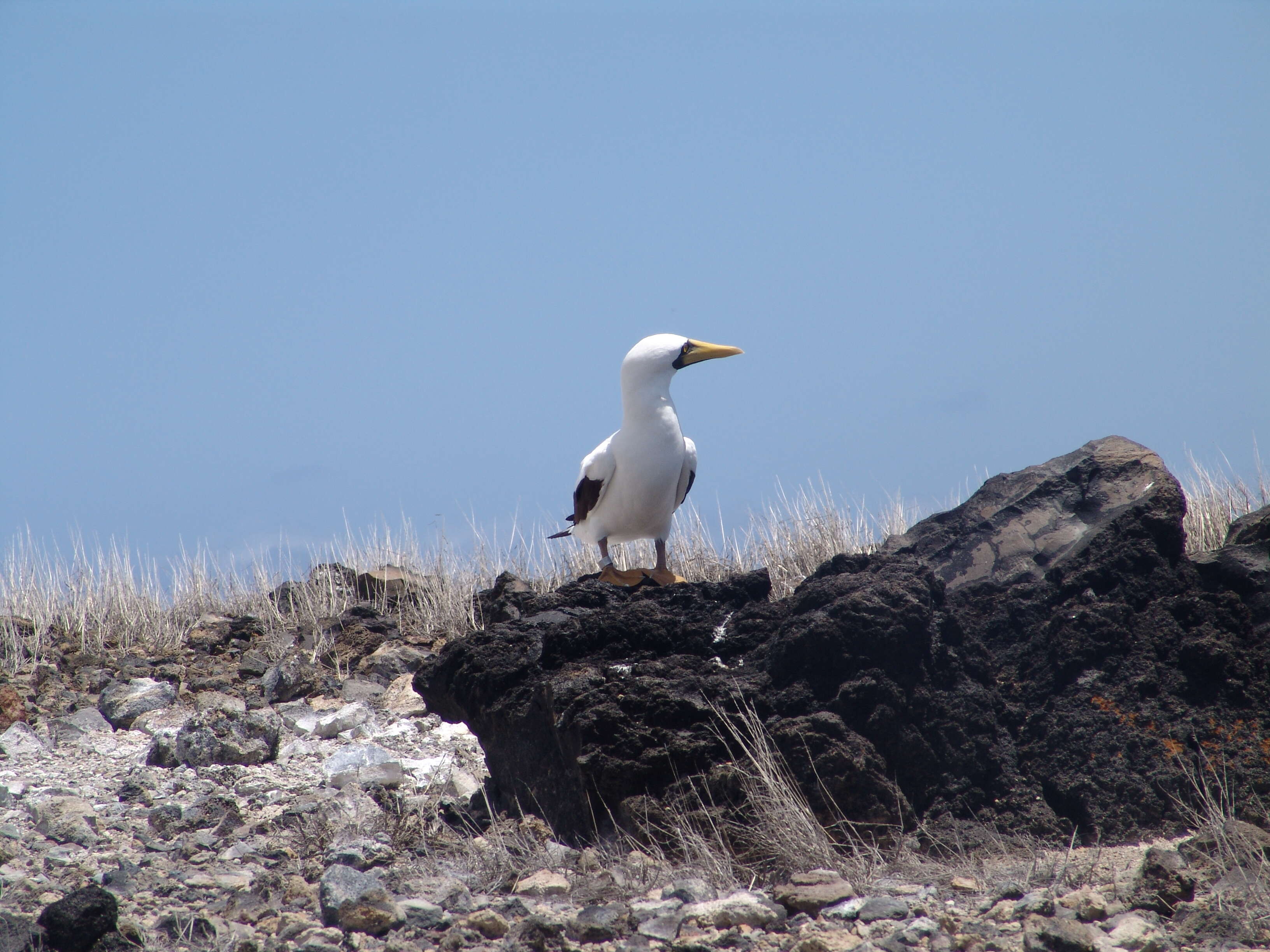 Image of Masked Booby