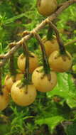 Image of Solanum paniculatum L.