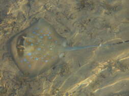 Image of whiptail stingrays