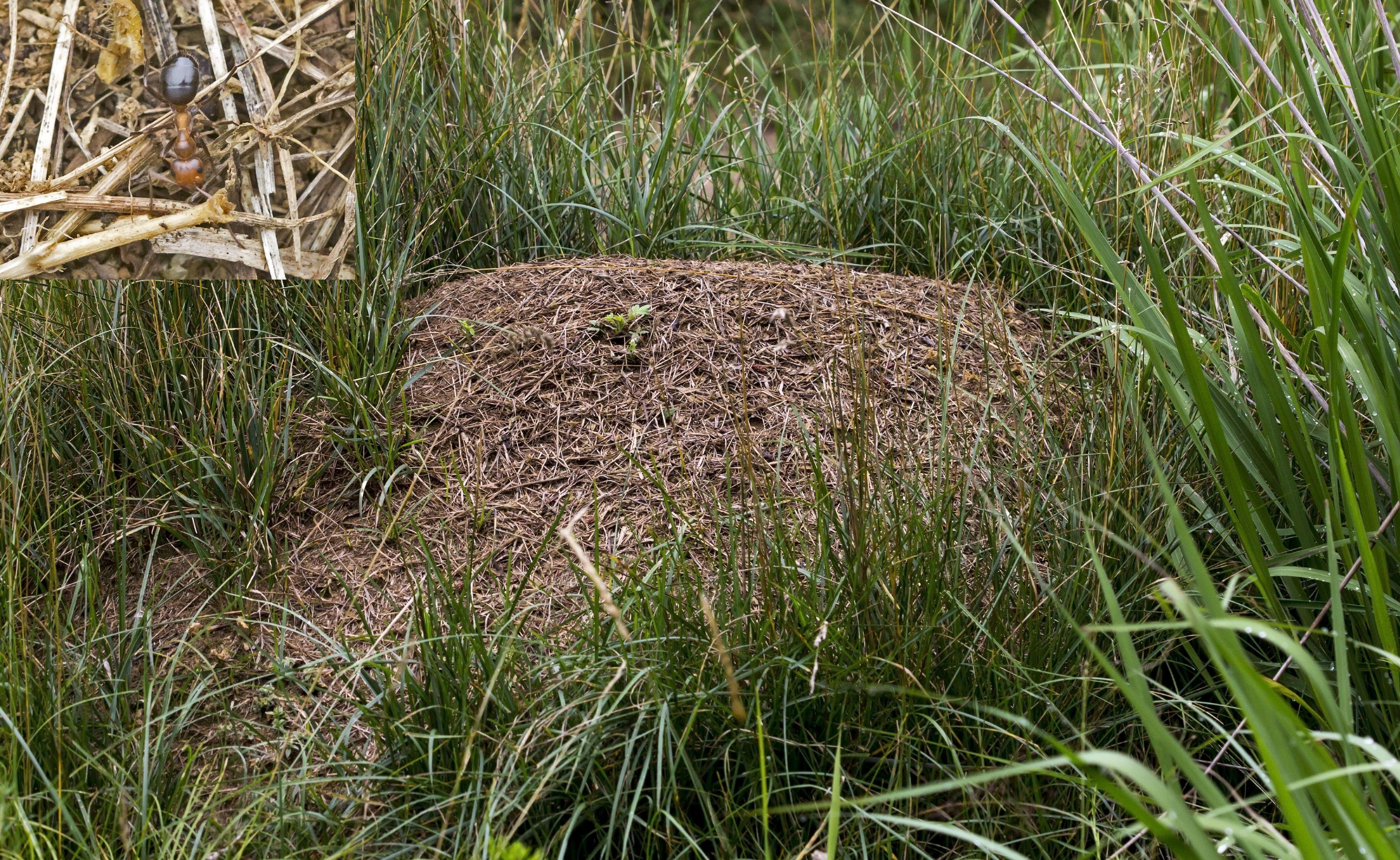 Image of Allegheny Mound Ant