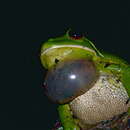 Image of Australian Giant Treefrog