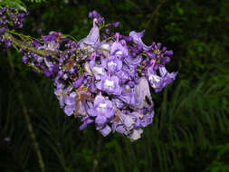 Image of jacaranda