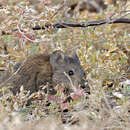 Image of Bush Karroo Rat