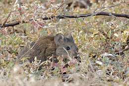 Image of African karoo rats