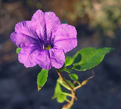 Imagem de Ruellia californica subsp. peninsularis (Rose) T. F. Daniel