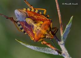 Image of Carpocoris