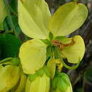 Senna macranthera (Collad.) H. S. Irwin & Barneby resmi