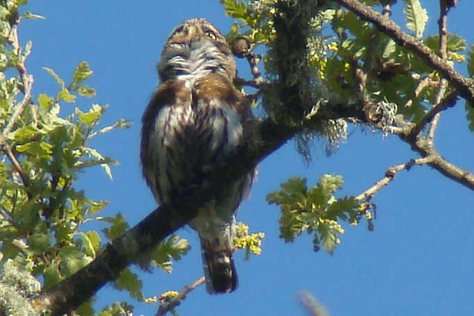 Image of Glaucidium Boie & F 1826