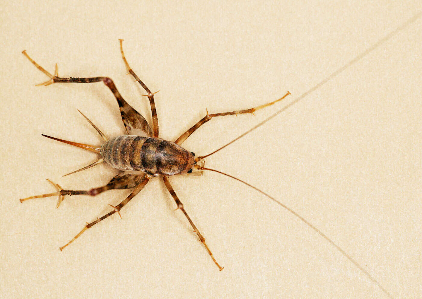 Image of camel crickets