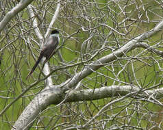 Image of Fork-tailed Flycatcher