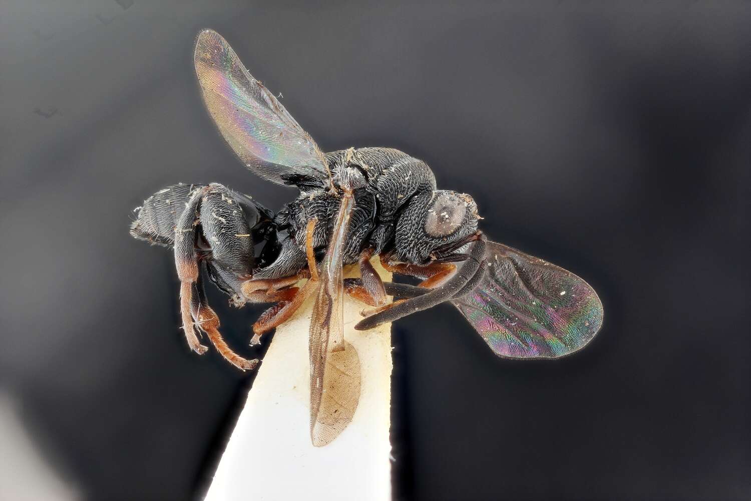 Image of chalcidid wasps