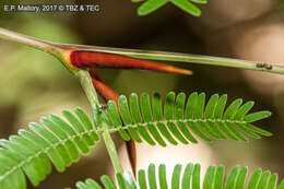 Image of Vachellia gentlei (Standl.) Seigler & Ebinger