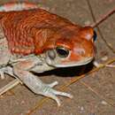 Image of African Red Toad