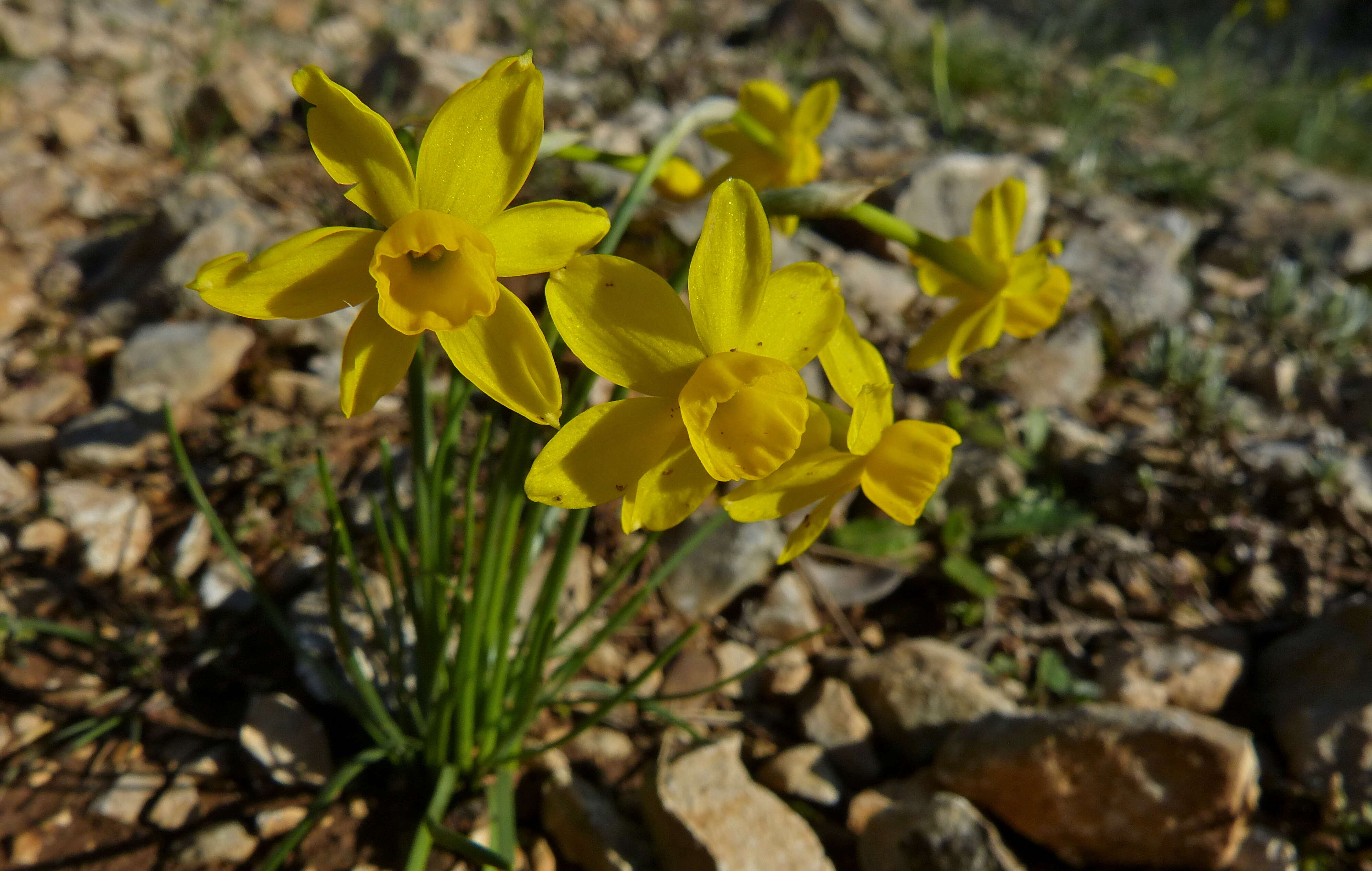 Image of rushleaf jonquil