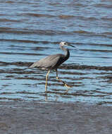 Image of Egretta Forster & T 1817