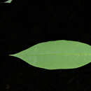 Image de Phyllanthus skutchii Standl.