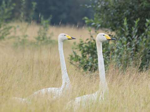 Image of Swan