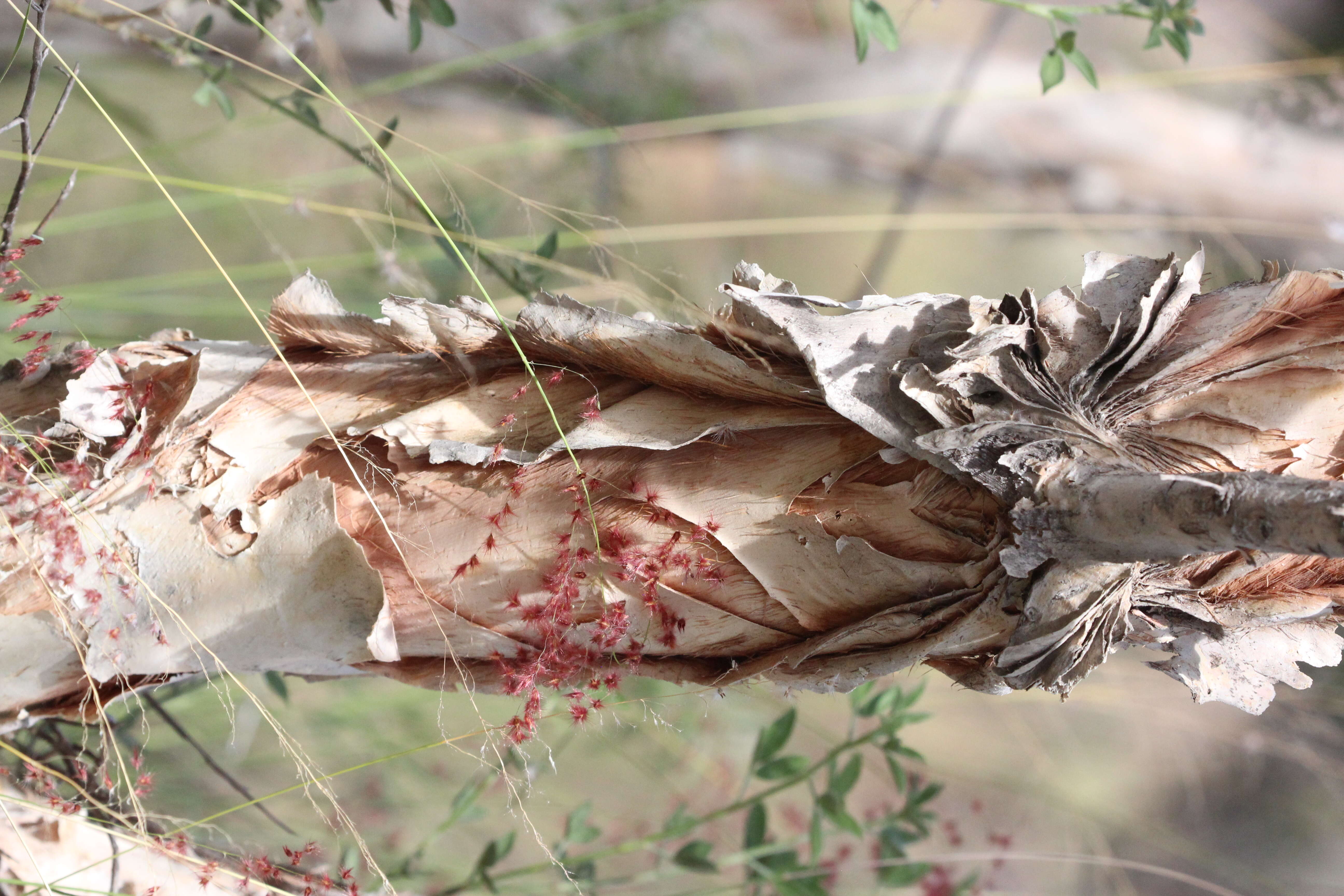 Image of Melaleuca nervosa (Lindley) Cheel