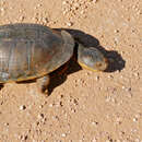 Image of Big-Headed Pantanal Swamp Turtle