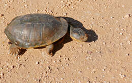 Sivun Acanthochelys macrocephala (Rhodin, Mittermeier & Mcmorris 1984) kuva