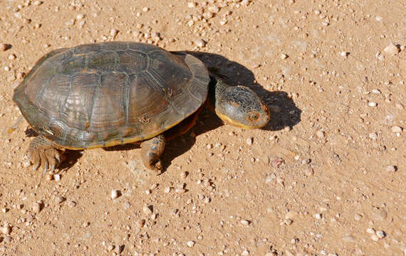 Image de Acanthochelys