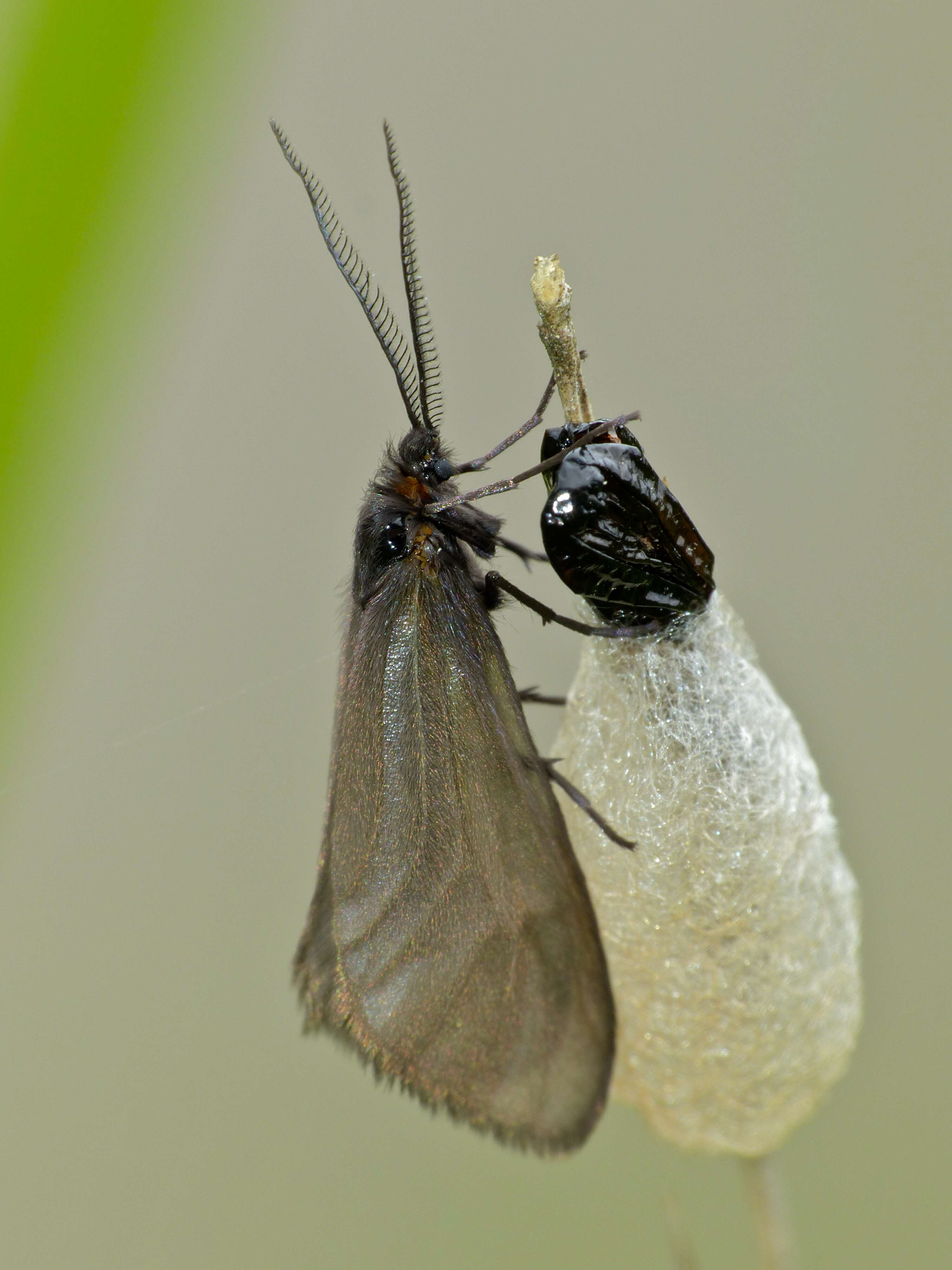 Image of mediterranean burnet moths