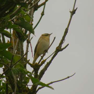 Image of Sedge Warbler