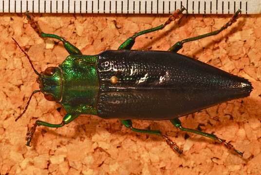 Image of Cyphogastra gloriosa Gestro 1877