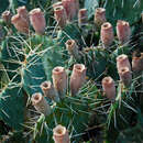 Image of Brownspine Pricklypear