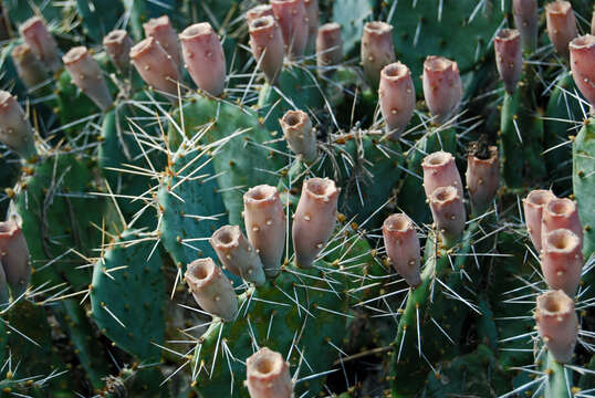 Image of Brownspine Pricklypear