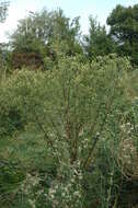 Image of Erigeron floribundus (Kunth) Sch. Bip.