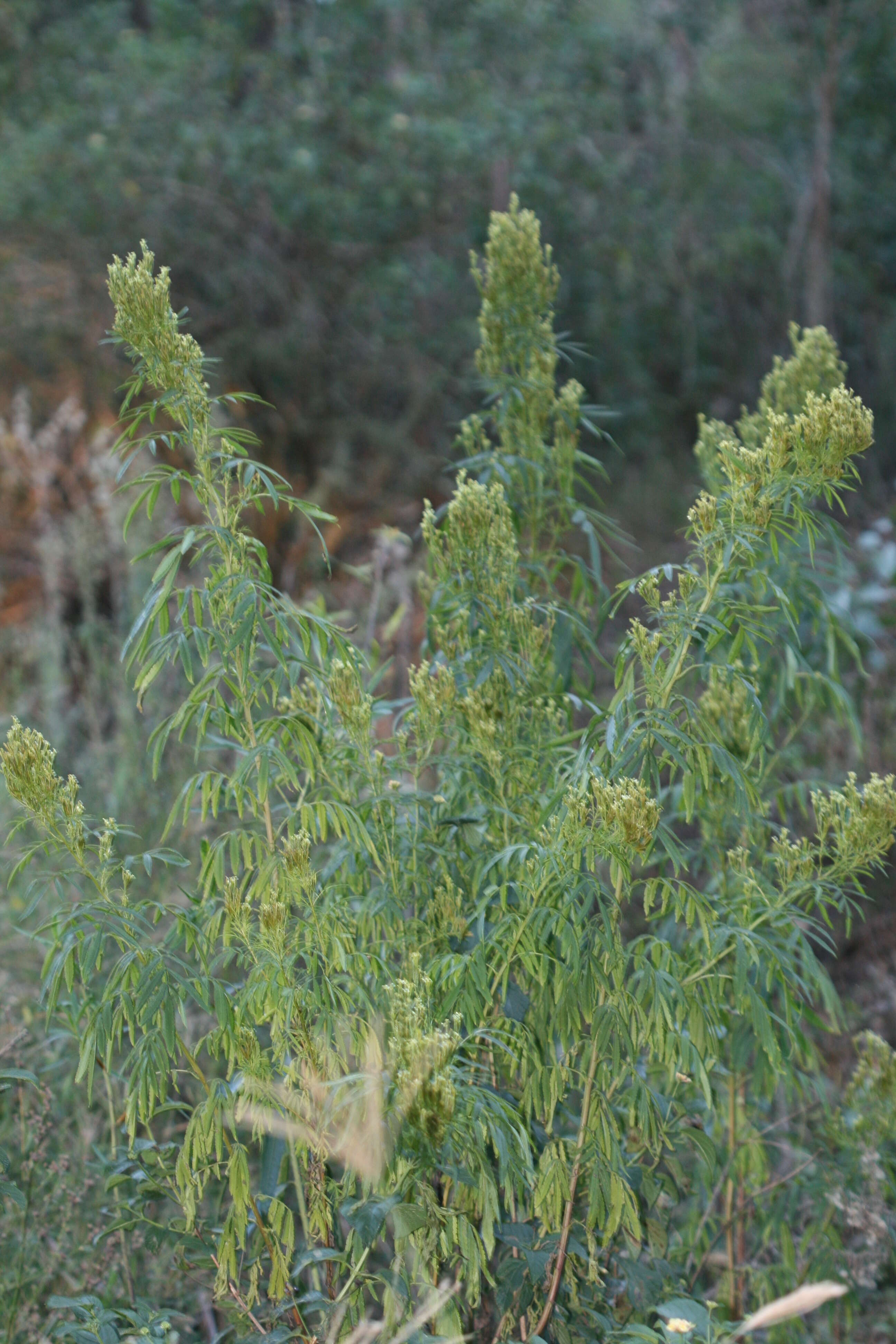 Tagetes minuta L. resmi