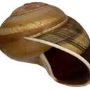 Image of Calocochlea norrisii