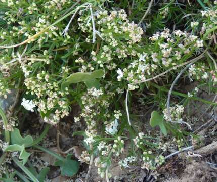 Imagem de Galium idubedae (Pau & Debeaux) Pau ex Ehrend.