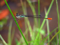 Image of Agriocnemis Selys 1877