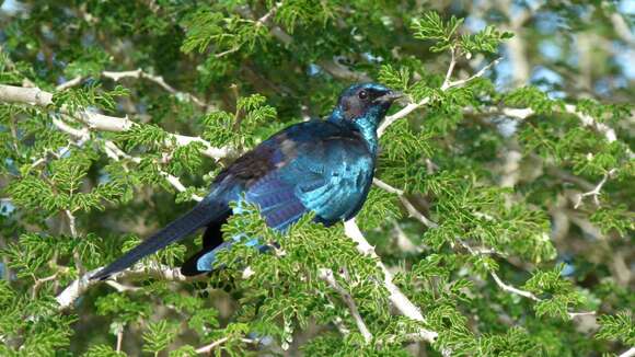 Image of Lamprotornis Temminck 1820