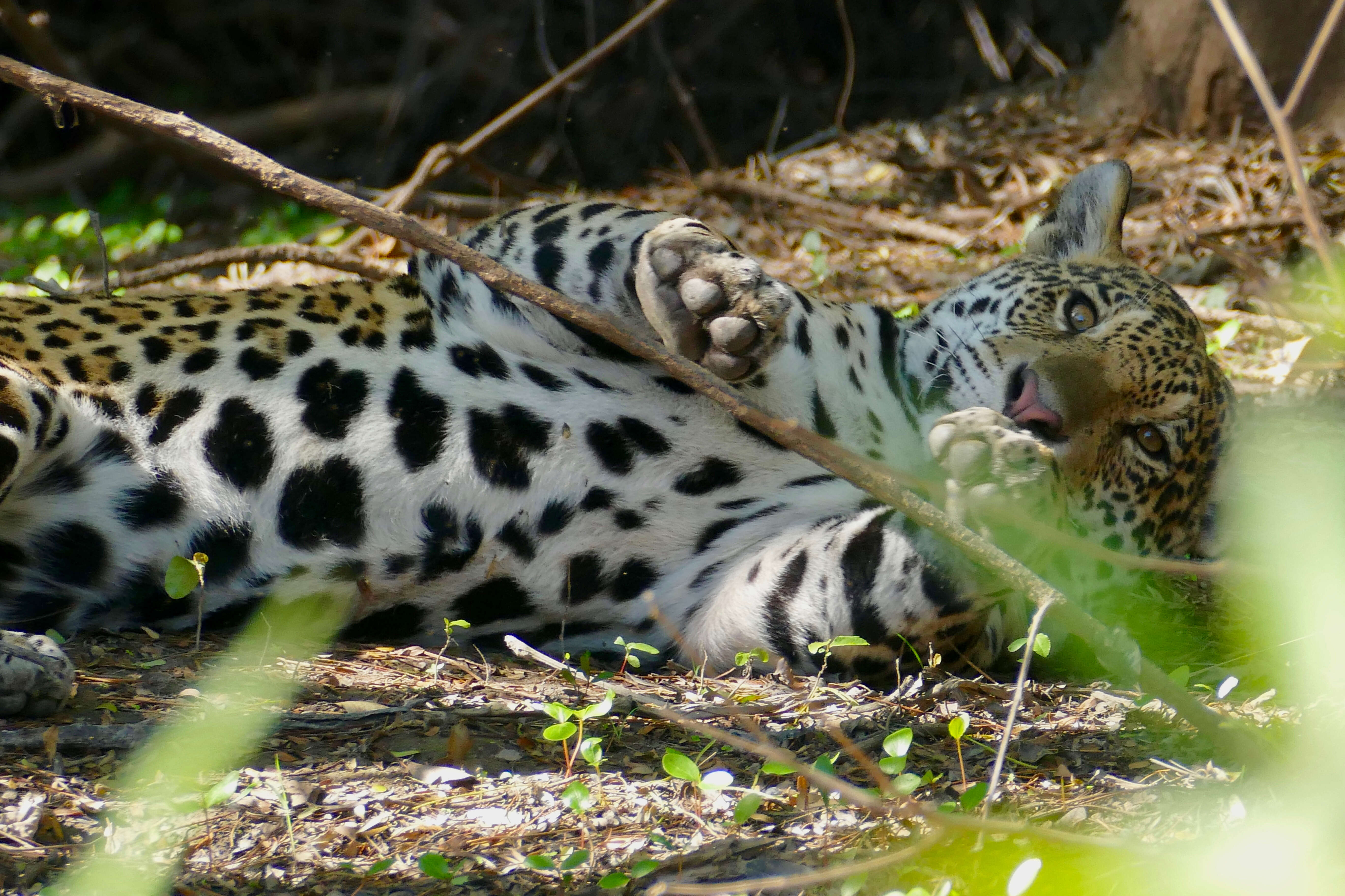 Image of big cats