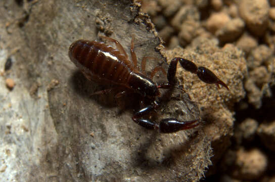 Image of pseudoscorpions