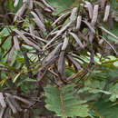 Image of Senna reticulata (Willd.) H. S. Irwin & Barneby