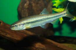 Image of Creek Chub