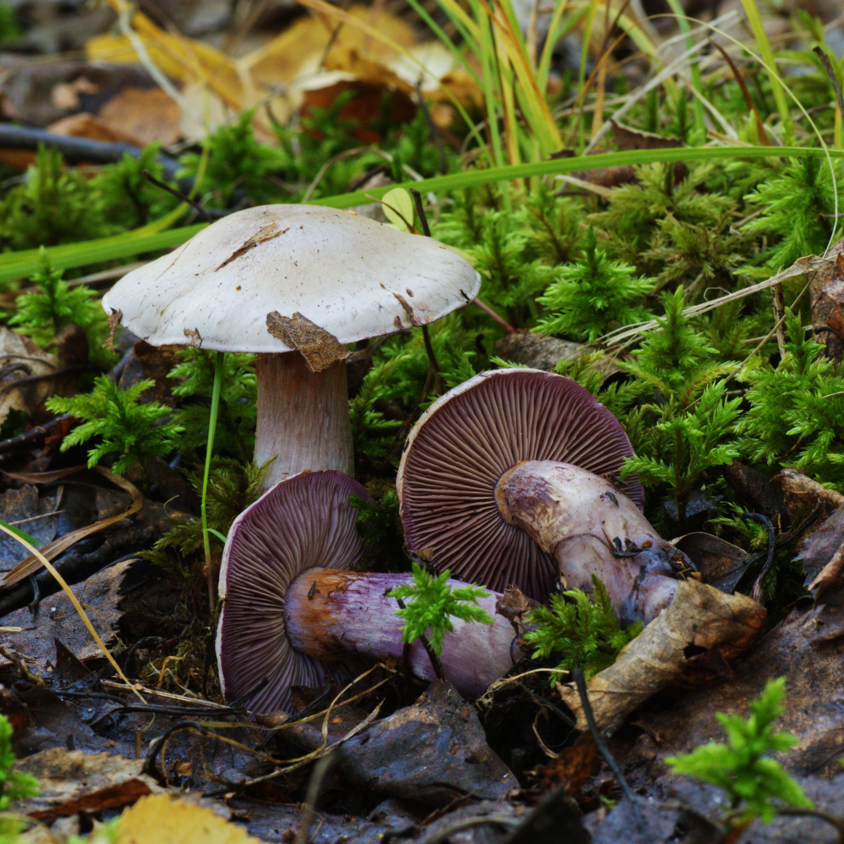 Imagem de Cortinarius porphyropus (Alb. & Schwein.) Fr. 1838